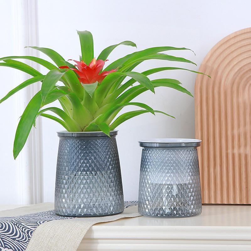 2024 Transparent Self Watering - Aloe Vera Pot 评论和价格