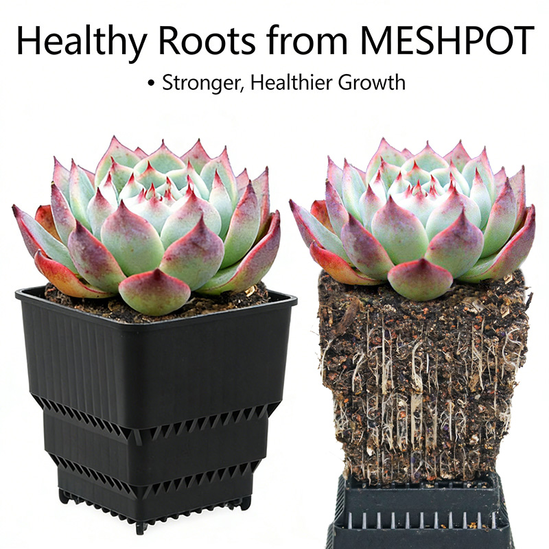 MESHPOT 6-Pack Square Pots for - Echeveria Succulent 评论和价格