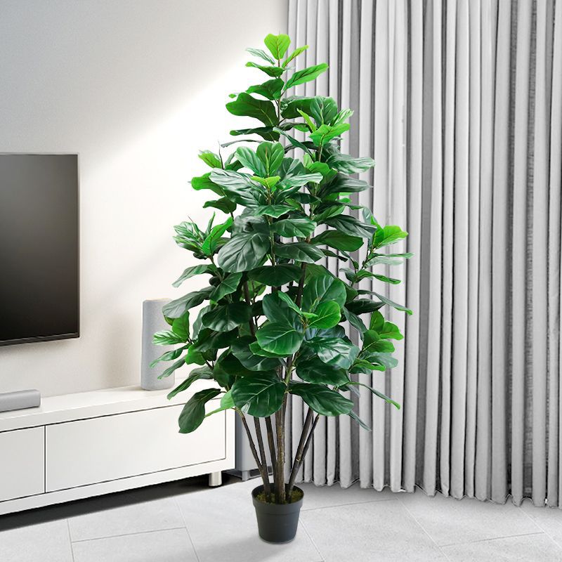 35-150cm Tropical Tree Large F - Ficus Lyrata Tree 评论和价格