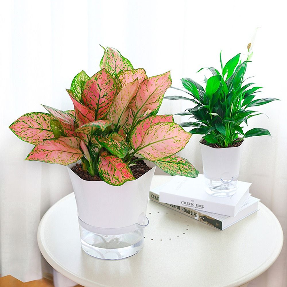 Transparent Double Layer Plast - Aloe Vera Pot 评论和价格