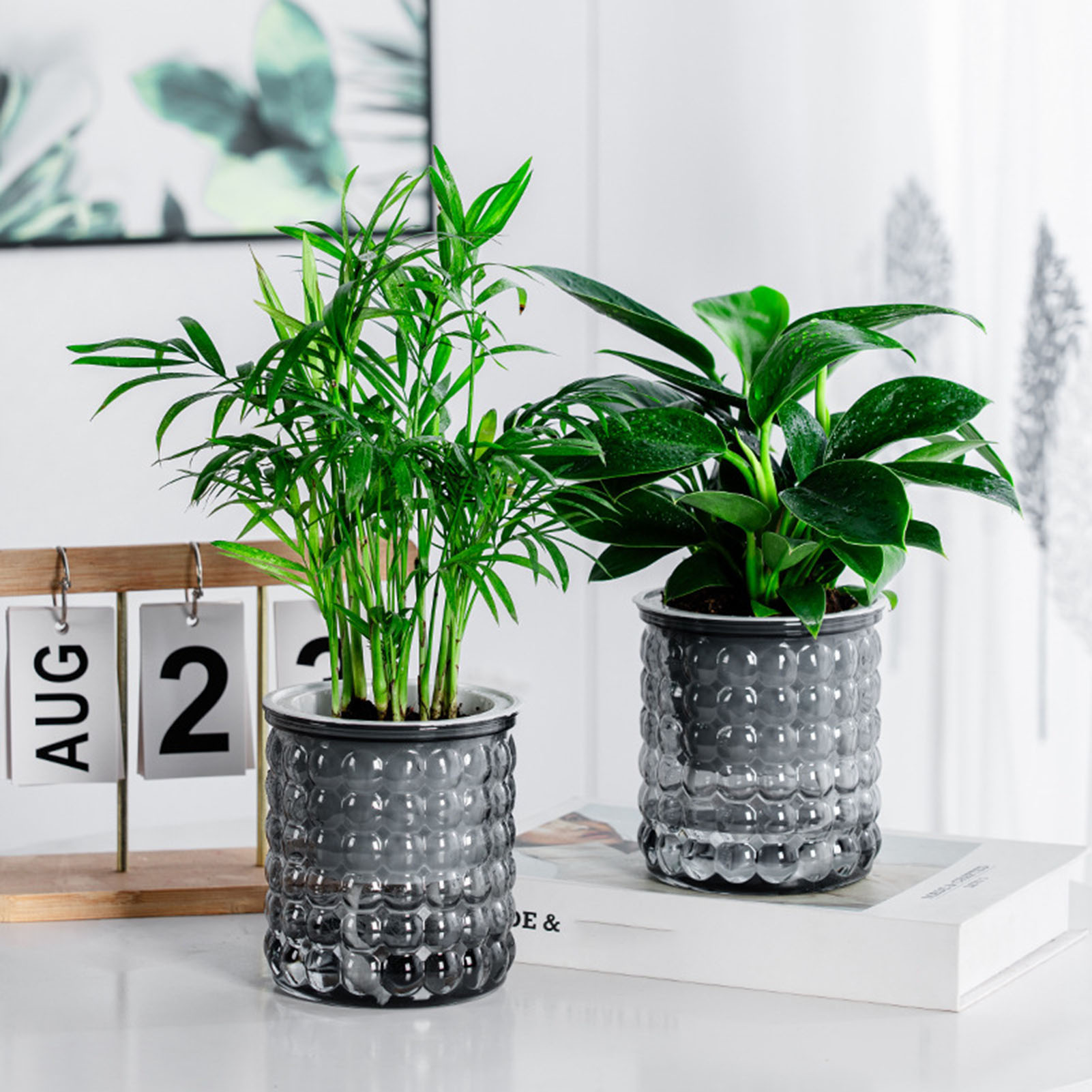 New Self Watering Hydroponic P - Aloe Vera Pot 评论和价格