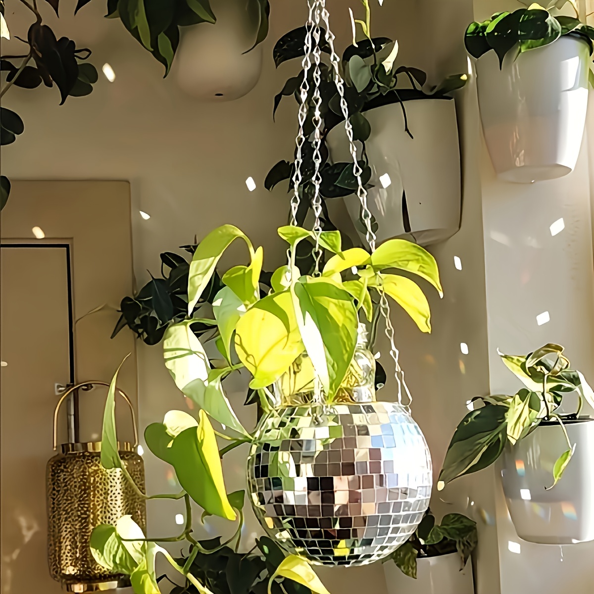 Disco Mirror Ball Hanging Flow - Echeveria Succulent 评论和价格
