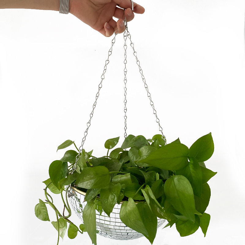 Disco Mirror Ball Hanging Flow - Echeveria Succulent 评论和价格